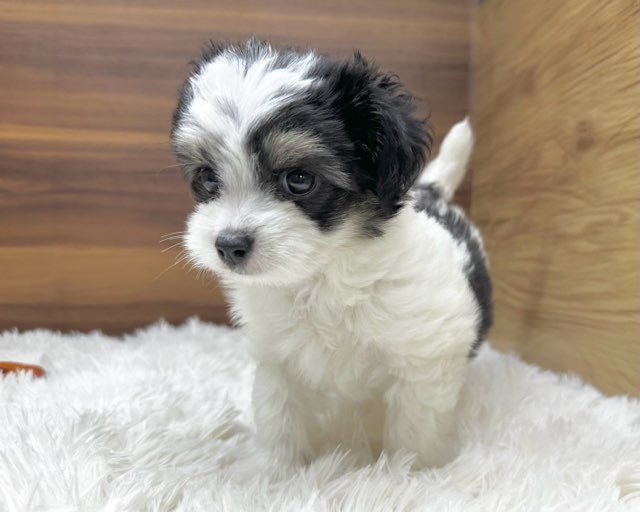 群馬県のハーフ犬・ミックス犬 (かねだいペットトライアル桐生/2025年6月10日生まれ/女の子/ホワイトブラックタン)の子犬の3枚目の画像
