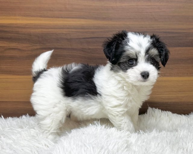 群馬県のハーフ犬・ミックス犬 (かねだいペットトライアル桐生/2025年6月10日生まれ/女の子/ホワイトブラックタン)の子犬の4枚目の画像