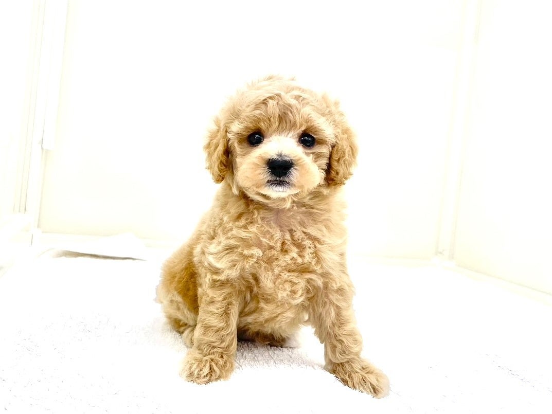 東京都のトイプードル(トイ) (かねだい本町田店/2025年6月29日生まれ/男の子/アプリコット)の子犬の2枚目の画像