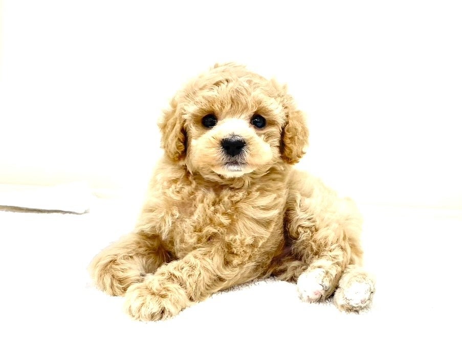 東京都のトイプードル(トイ) (かねだい本町田店/2025年6月29日生まれ/男の子/アプリコット)の子犬の3枚目の画像