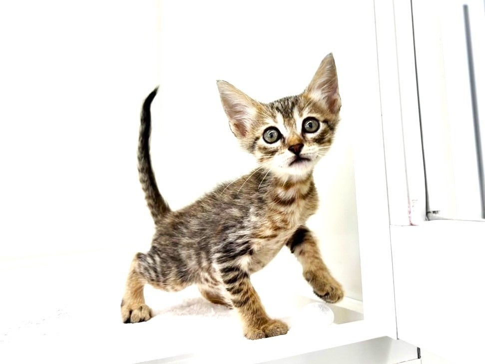 東京都のマンチカン (かねだい本町田店/2025年6月27日生まれ/男の子/ブラウンスポットタビー)の子猫の2枚目の画像