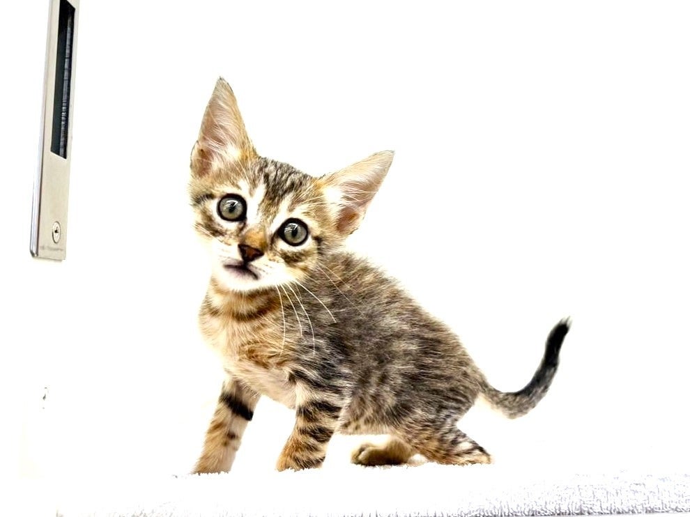 東京都のマンチカン (かねだい本町田店/2025年6月27日生まれ/男の子/ブラウンスポットタビー)の子猫の3枚目の画像