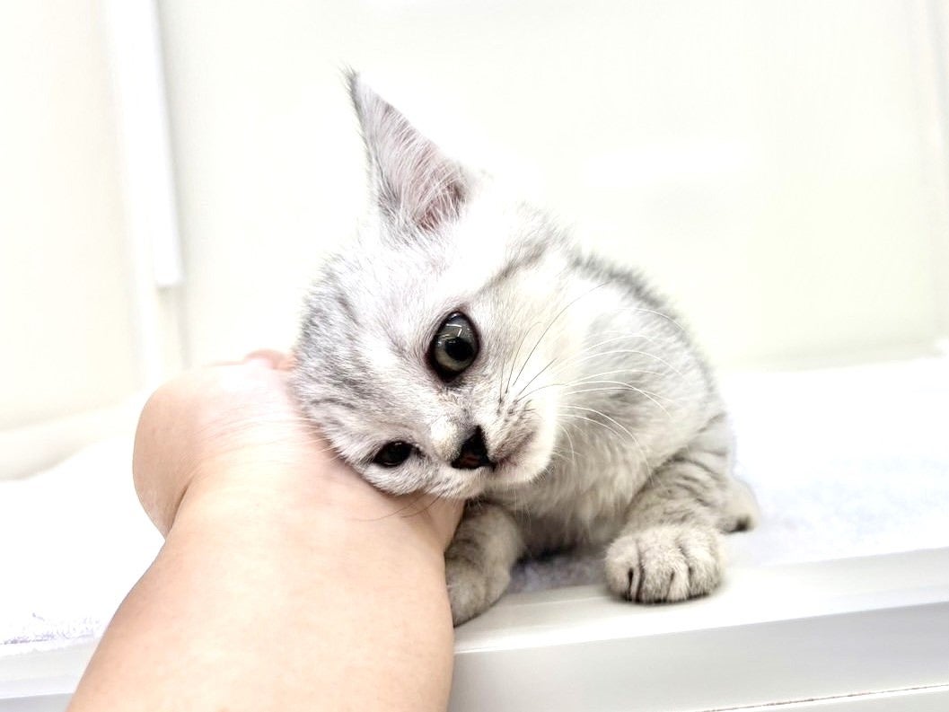 東京都のマンチカン (かねだい本町田店/2025年6月28日生まれ/男の子/シルバースポットタビー)の子猫の3枚目の画像