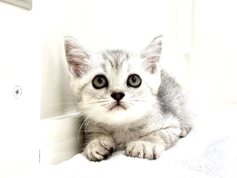 東京都のマンチカン (かねだい本町田店/2025年6月28日生まれ/男の子/シルバースポットタビー)の子猫の4枚目の画像