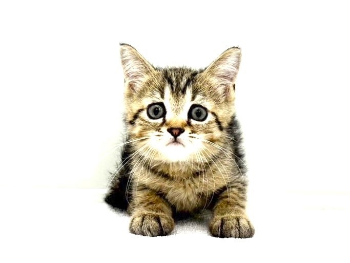 東京都のマンチカン (かねだい本町田店/2025年6月28日生まれ/男の子/ブラウンスポットタビー)の子猫の1枚目の画像