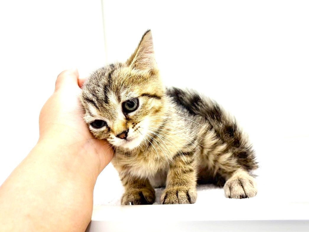 東京都のマンチカン (かねだい本町田店/2025年6月28日生まれ/男の子/ブラウンスポットタビー)の子猫の4枚目の画像