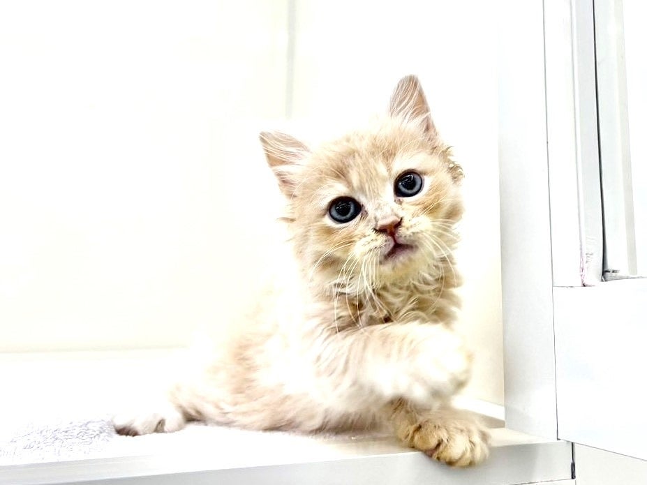 東京都のミヌエット (かねだい本町田店/2025年6月28日生まれ/男の子/クリームタビーホワイト)の子猫の4枚目の画像