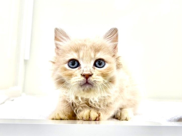 価格の安いお手頃価格のキュートな猫ちゃん大集合 / ペット