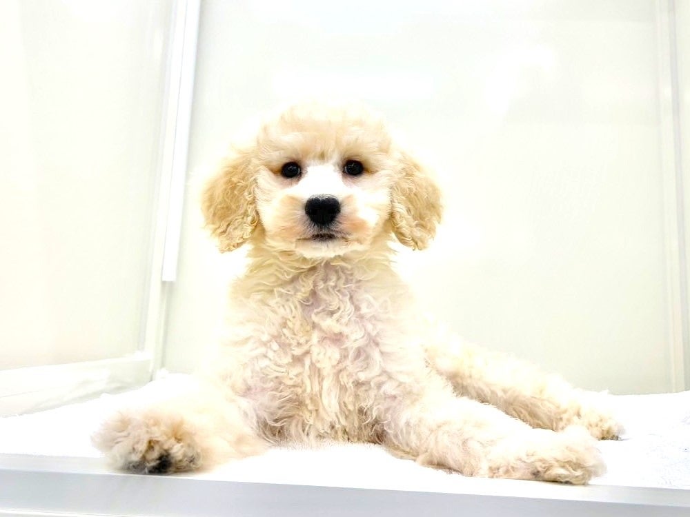 東京都のスタンダードプードル (かねだい本町田店/2025年6月22日生まれ/男の子/クリーム)の子犬の1枚目の画像