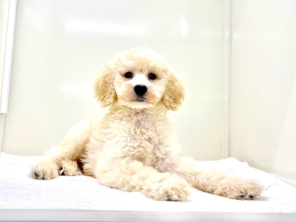 東京都のスタンダードプードル (かねだい本町田店/2025年6月22日生まれ/男の子/クリーム)の子犬の2枚目の画像