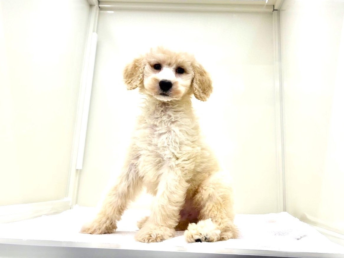 東京都のスタンダードプードル (かねだい本町田店/2025年6月22日生まれ/男の子/クリーム)の子犬の3枚目の画像