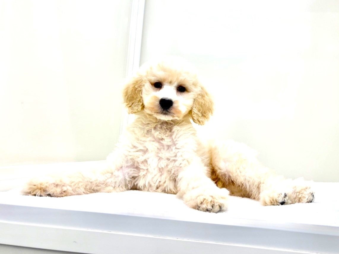 東京都のスタンダードプードル (かねだい本町田店/2025年6月22日生まれ/男の子/クリーム)の子犬の4枚目の画像