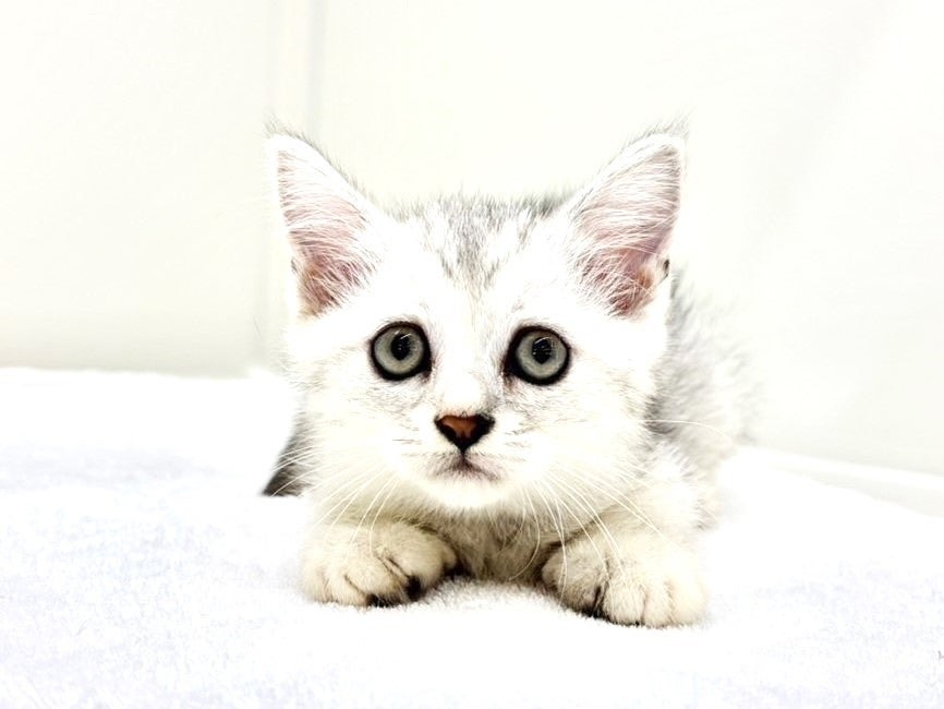 とうふたべたい　猫ちゃんステップ7まい 楽天市場】猫用ステップ＆爪とぎ JOYCAT吊り橋ステップ MR-PETJC