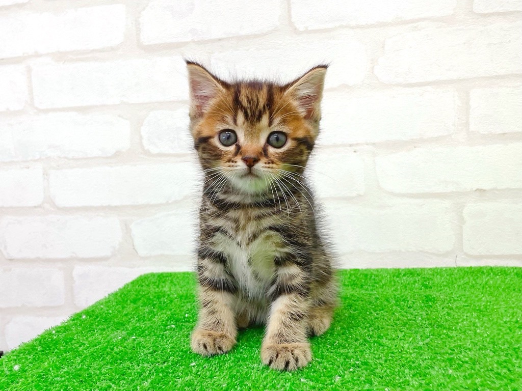 東京都のマンチカン (かねだい立川店/2025年6月25日生まれ/男の子/ブラウンタビー)の子猫の2枚目の画像