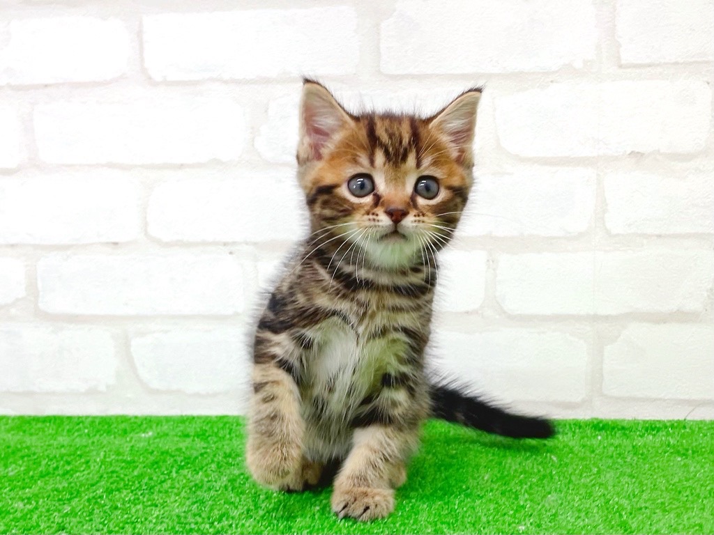 東京都のマンチカン (かねだい立川店/2025年6月25日生まれ/男の子/ブラウンタビー)の子猫の3枚目の画像