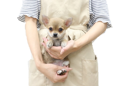 神奈川県のハーフ犬・ミックス犬 (かねだい伊勢原店/2025年6月29日生まれ/女の子/レッド)の子犬