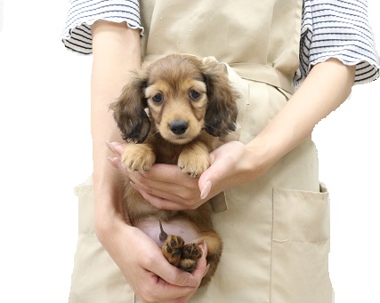 神奈川県のカニンヘンダックスフンド(ロング) (かねだい伊勢原店/2025年6月17日生まれ/男の子/レッド)の子犬