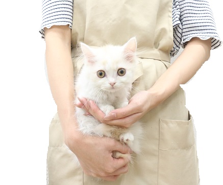 神奈川県のミヌエット (かねだい伊勢原店/2025年6月26日生まれ/女の子/クリームタビーホワイト)の子猫