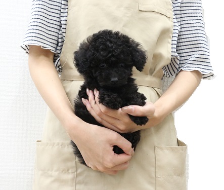 神奈川県のトイプードル(トイ) (かねだい伊勢原店/2025年6月26日生まれ/女の子/ブラック)の子犬