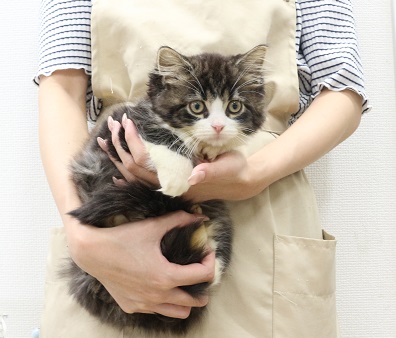 神奈川県のラガマフィン (かねだい伊勢原店/2025年6月25日生まれ/男の子/ブラウンタビーホワイト)の子猫