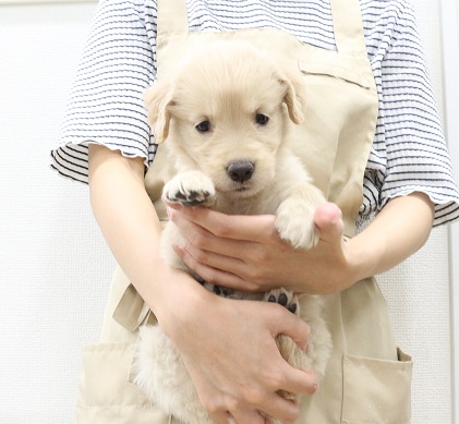 神奈川県のゴールデンレトリバー (かねだい伊勢原店/2025年6月26日生まれ/女の子/ゴールデン)の子犬