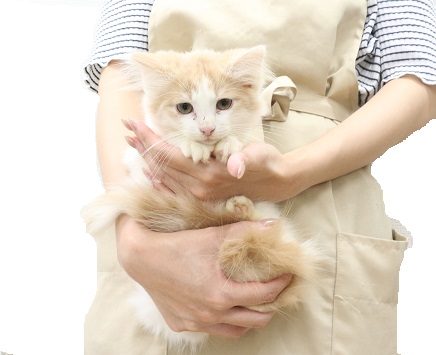 神奈川県のノルウェージャンフォレストキャット (かねだい伊勢原店/2025年5月30日生まれ/女の子/クリームタビーホワイト)の子猫