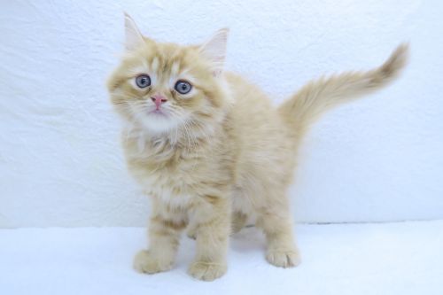 神奈川県のミヌエット (かねだい海老名店/2025年6月26日生まれ/男の子/レッドタビー)の子猫