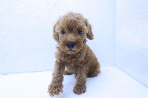 神奈川県のトイプードル(トイ) (かねだい海老名店/2025年6月29日生まれ/女の子/レッド)の子犬