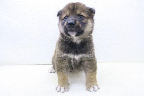 神奈川県の柴犬(標準サイズ) (かねだい海老名店/2025年6月28日生まれ/男の子/赤)の子犬