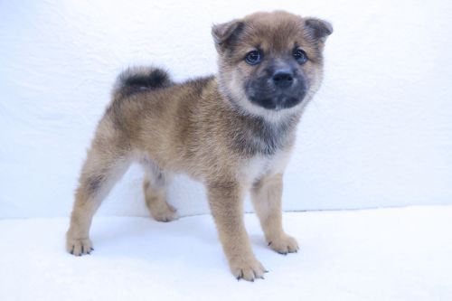 神奈川県の豆柴 (かねだい海老名店/2025年6月28日生まれ/男の子/赤)の子犬