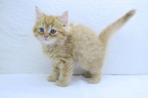 神奈川県のミヌエット (かねだい海老名店/2025年6月26日生まれ/男の子/レッドタビー)の子猫の2枚目の画像