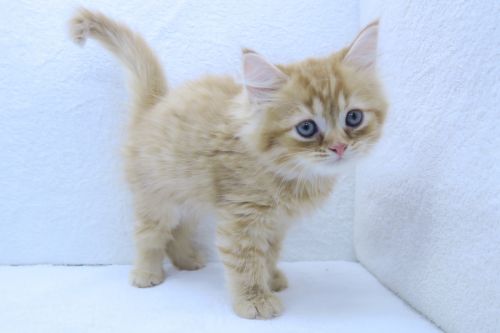 神奈川県のミヌエット (かねだい海老名店/2025年6月26日生まれ/男の子/レッドタビー)の子猫の3枚目の画像