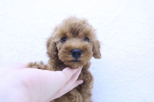 神奈川県のトイプードル(トイ) (かねだい海老名店/2025年6月29日生まれ/女の子/レッド)の子犬の2枚目の画像