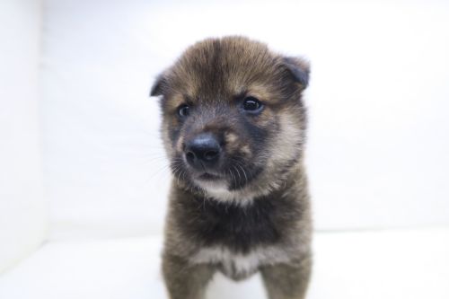 神奈川県の柴犬(標準サイズ) (かねだい海老名店/2025年6月28日生まれ/男の子/赤)の子犬の2枚目の画像