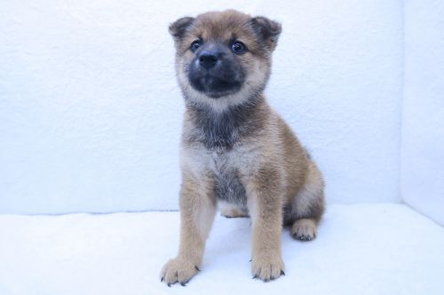 神奈川県の豆柴 (かねだい海老名店/2025年6月28日生まれ/男の子/赤)の子犬の2枚目の画像