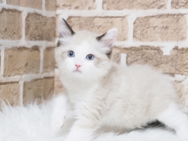埼玉県のラグドール (かねだい戸田店/2025年6月29日生まれ/男の子/シールポイントバイカラー)の子猫の1枚目の画像
