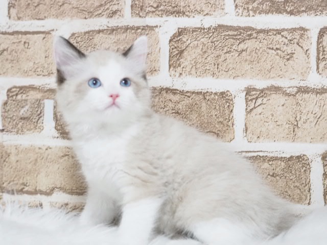 埼玉県のラグドール (かねだい戸田店/2025年6月29日生まれ/男の子/シールポイントバイカラー)の子猫の2枚目の画像