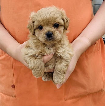 神奈川県のハーフ犬・ミックス犬 (かねだい伊勢原店/2025年6月24日生まれ/女の子/アプリコット)の子犬