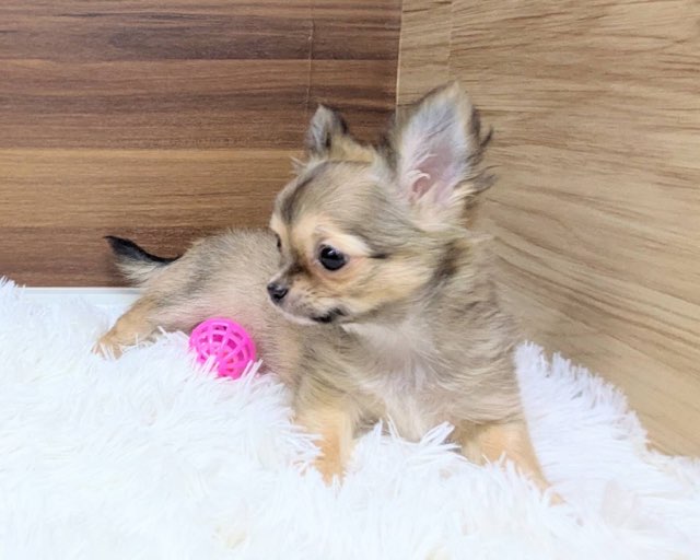 【超希少】愛犬の上手な育てかた The newborn baby who continued to sleep peacefully while the