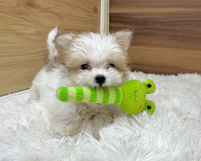 群馬県のハーフ犬・ミックス犬 (かねだいペットトライアル桐生/2025年6月9日生まれ/女の子/ホワイトブラウン)の子犬の4枚目の画像