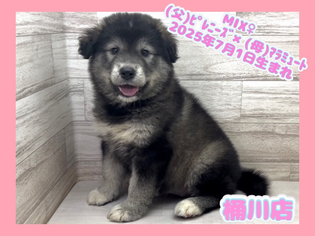埼玉県のハーフ犬・ミックス犬 (かねだい桶川店/2025年7月1日生まれ/女の子/その他色)の子犬の1枚目の画像