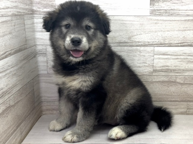 埼玉県のハーフ犬・ミックス犬 (かねだい桶川店/2025年7月1日生まれ/女の子/その他色)の子犬の2枚目の画像