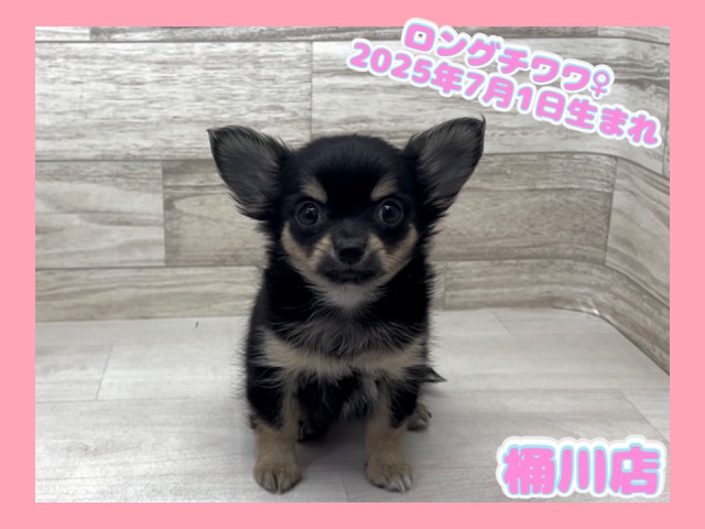 埼玉県のチワワ(ロング) (かねだい桶川店/2025年7月1日生まれ/女の子/ブラックタン)の子犬の1枚目の画像