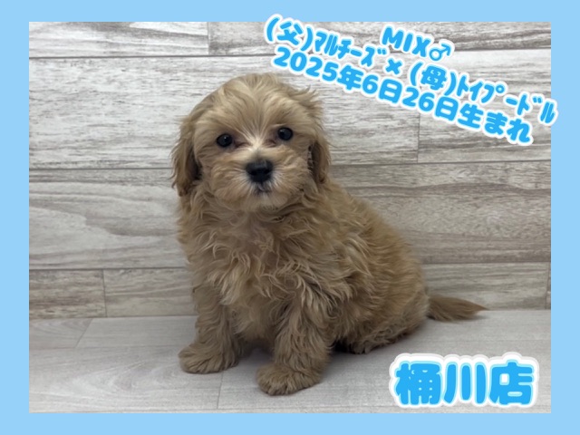 埼玉県のマルプー(マルチーズ×プードル) (かねだい桶川店/2025年6月26日生まれ/男の子/その他色)の子犬の1枚目の画像