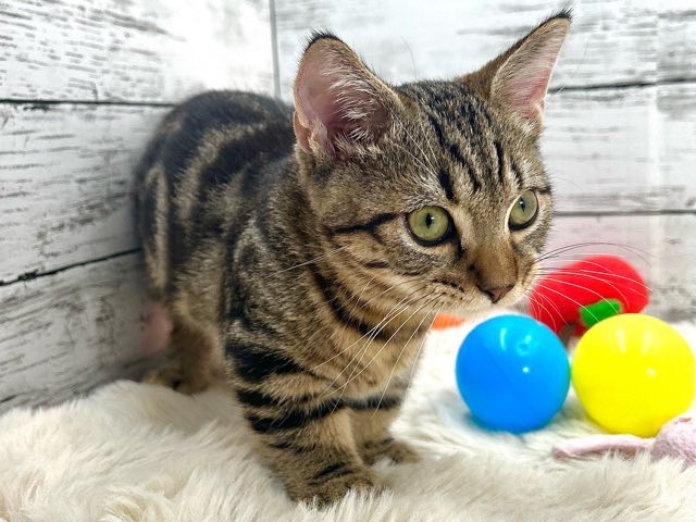 新潟県のマンチカン (かねだいペットトライアル魚沼/2025年6月2日生まれ/男の子/ブラウンタビー)の子猫の2枚目の画像