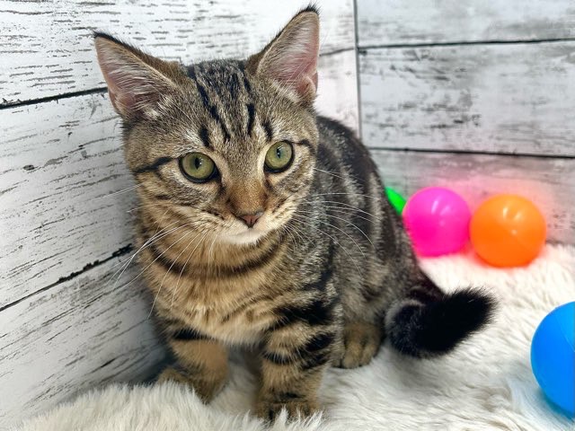 新潟県のマンチカン (かねだいペットトライアル魚沼/2025年6月2日生まれ/男の子/ブラウンタビー)の子猫の3枚目の画像