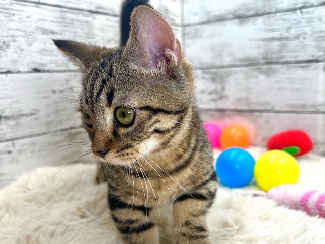 新潟県のマンチカン (かねだいペットトライアル魚沼/2025年6月2日生まれ/男の子/ブラウンタビー)の子猫の4枚目の画像