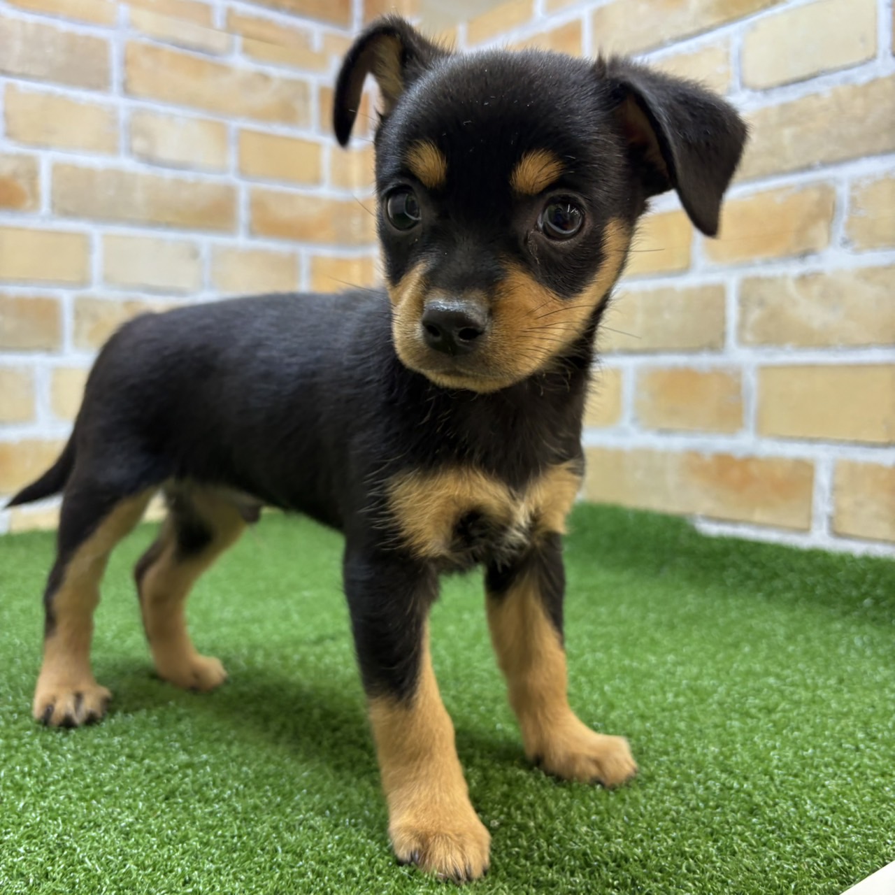 神奈川県のハーフ犬・ミックス犬 (かねだい横浜店/2025年6月29日生まれ/男の子/ブラックタン)の子犬の2枚目の画像