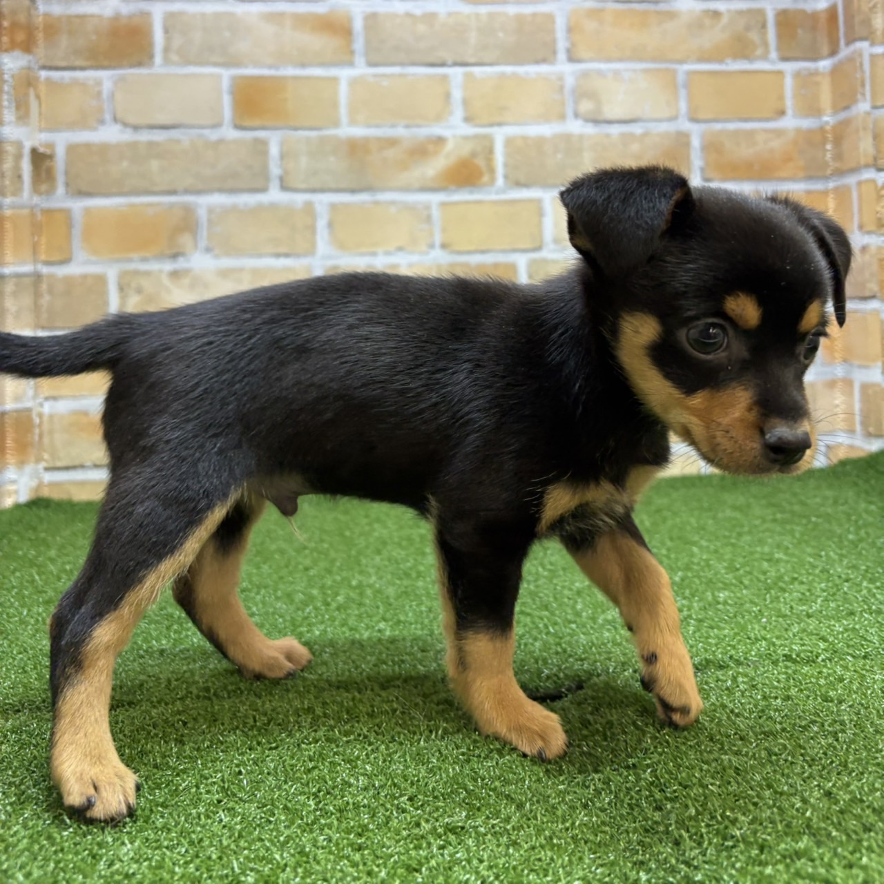神奈川県のハーフ犬・ミックス犬 (かねだい横浜店/2025年6月29日生まれ/男の子/ブラックタン)の子犬の3枚目の画像