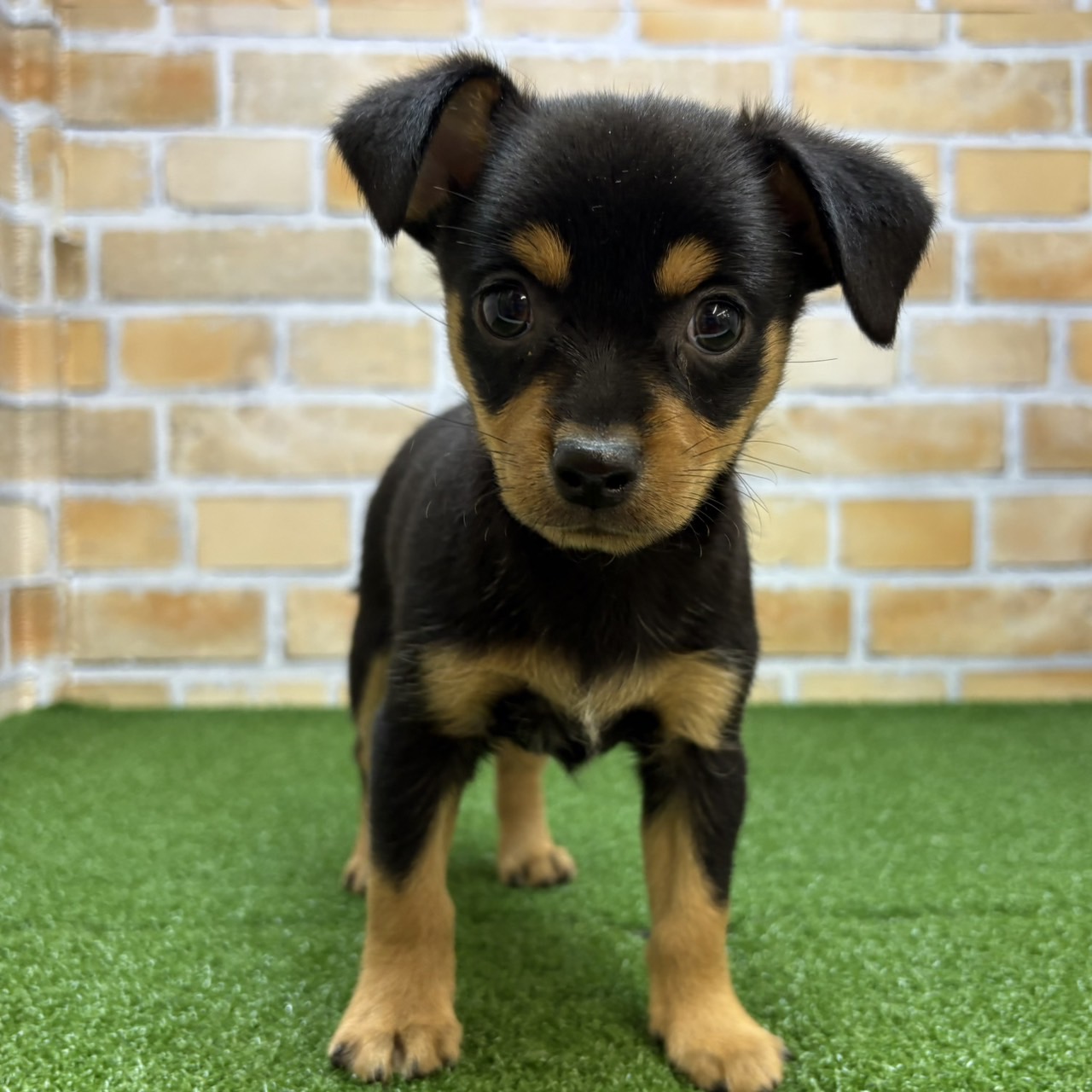 神奈川県のハーフ犬・ミックス犬 (かねだい横浜店/2025年6月29日生まれ/男の子/ブラックタン)の子犬の4枚目の画像